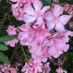 Meet your Posher, Cynthia